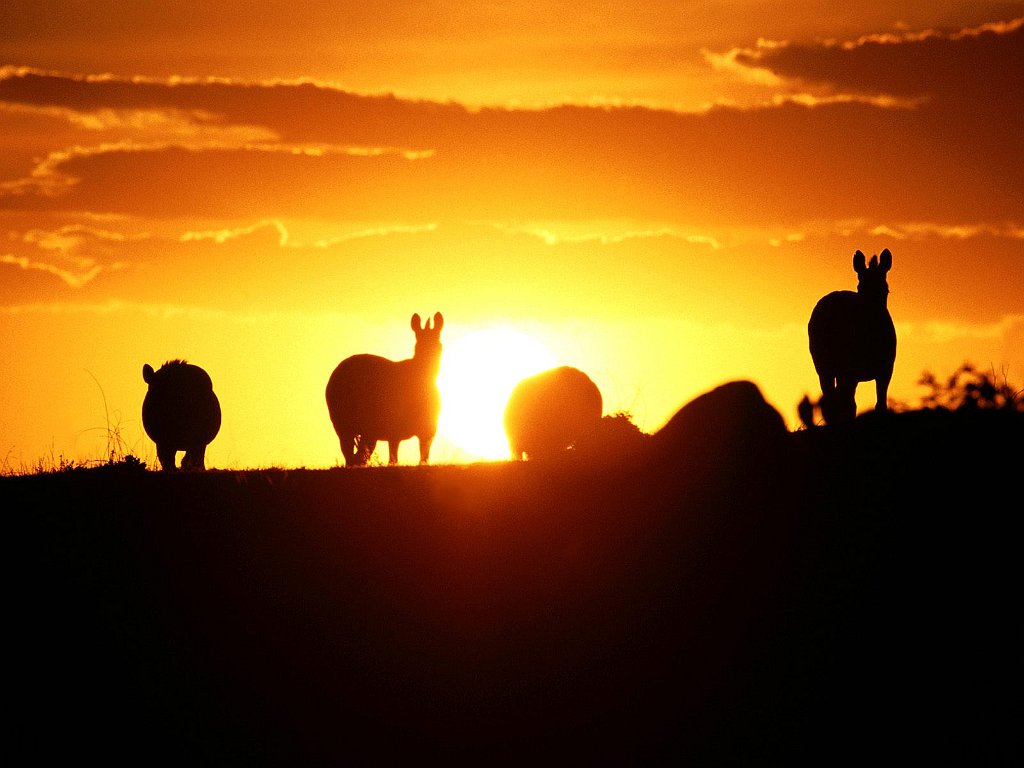 Sunrise on the Veldt, Zebras